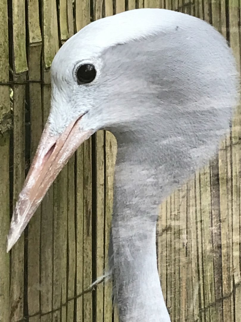 Blue Crane
