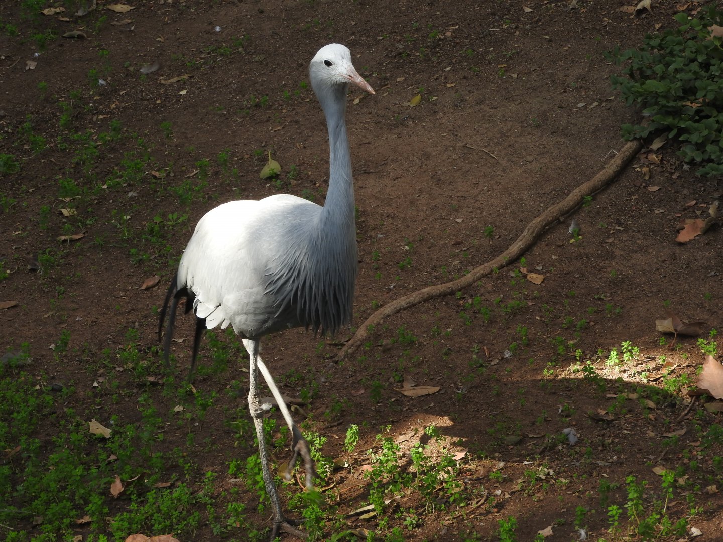Blue Crane