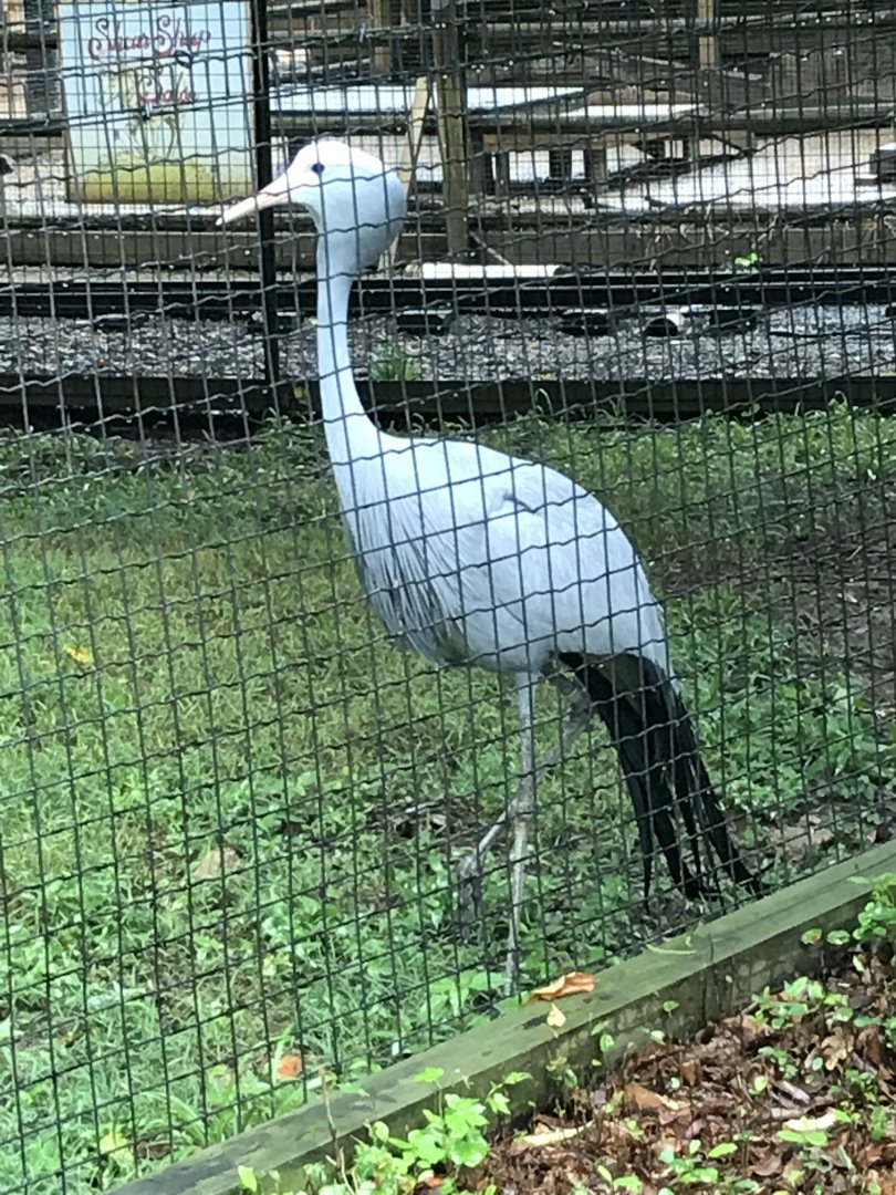 Blue crane