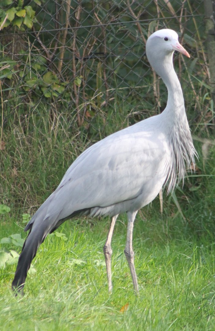 Blue crane