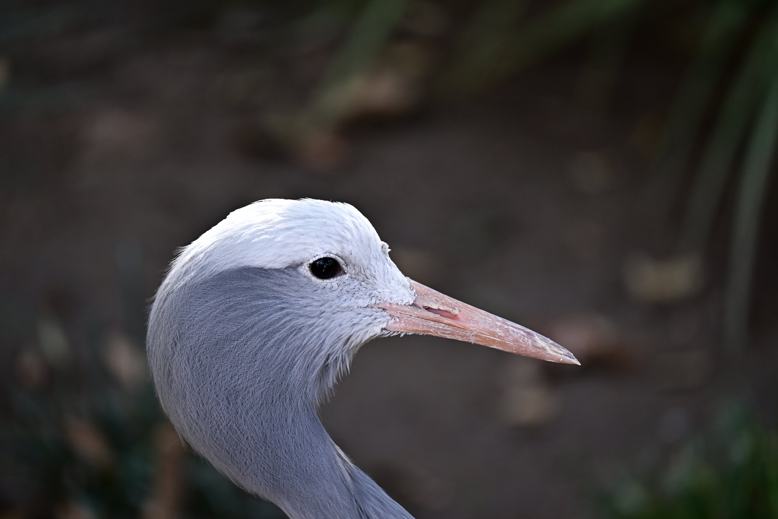 Blue Crane