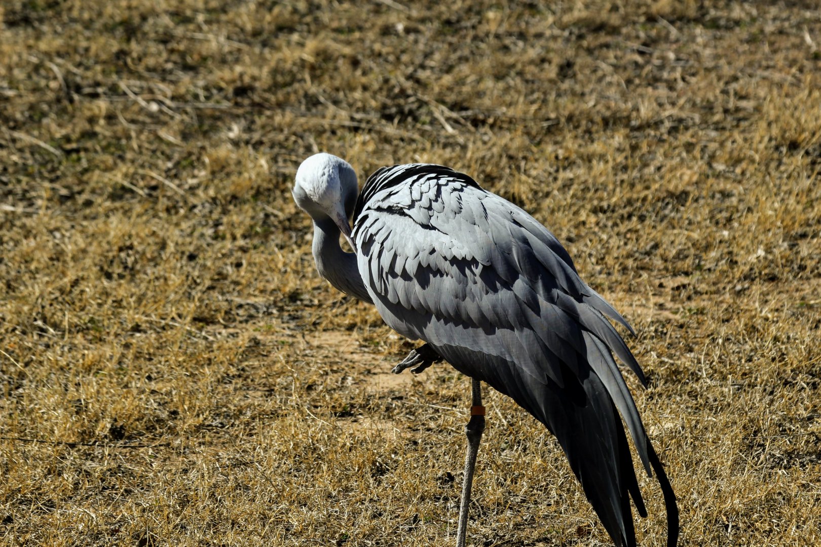 Blue Crane