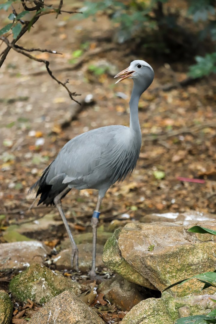 Blue crane