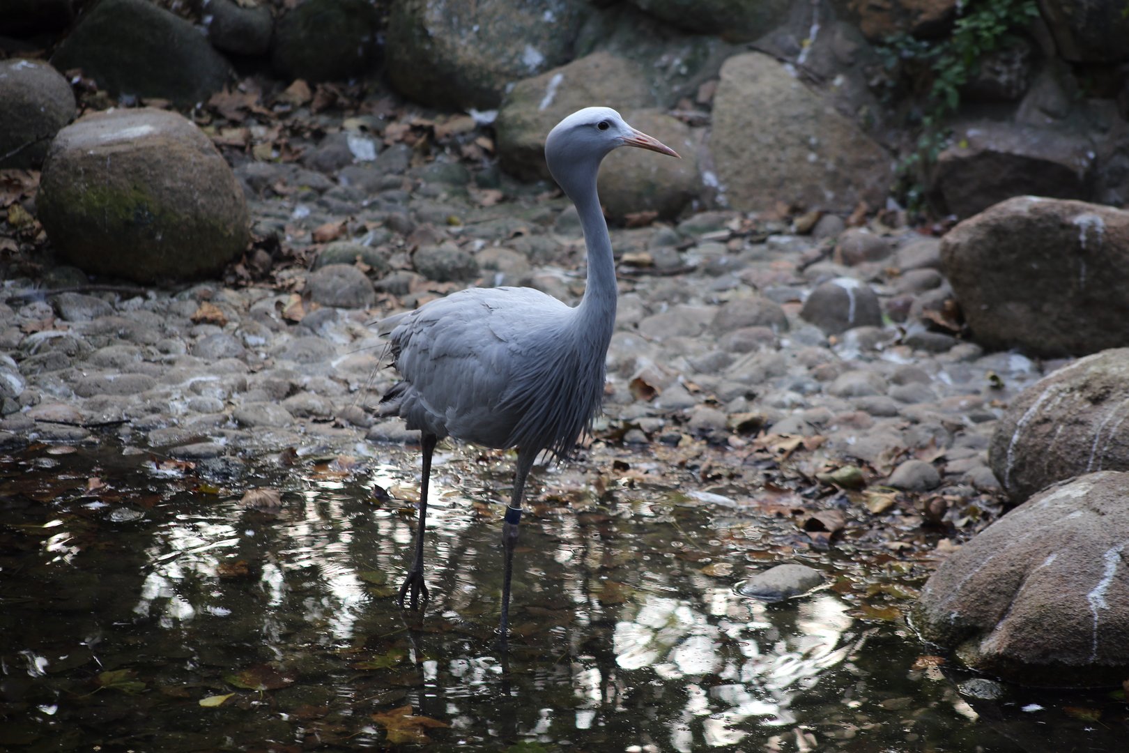Blue Crane
