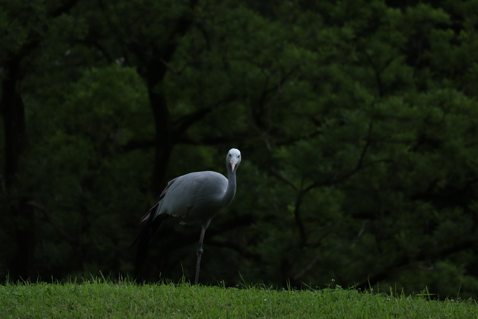 Blue crane