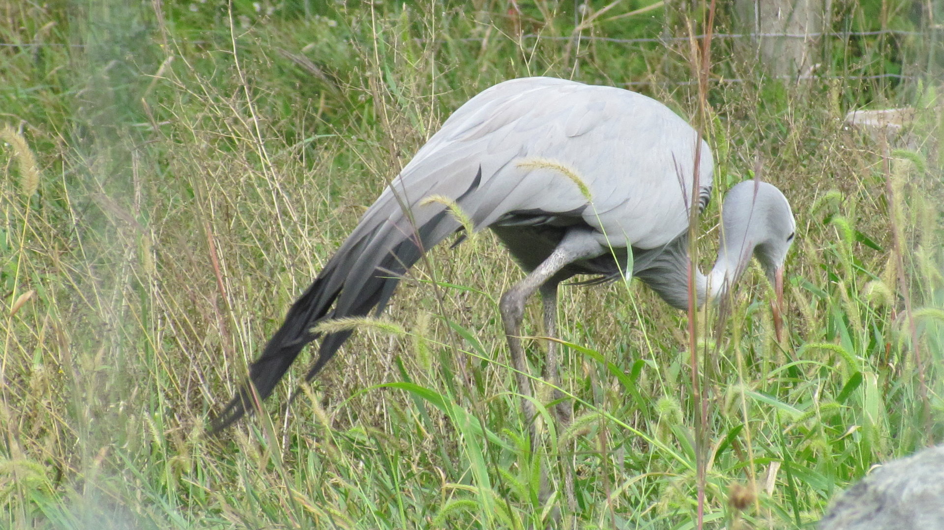 Blue Crane