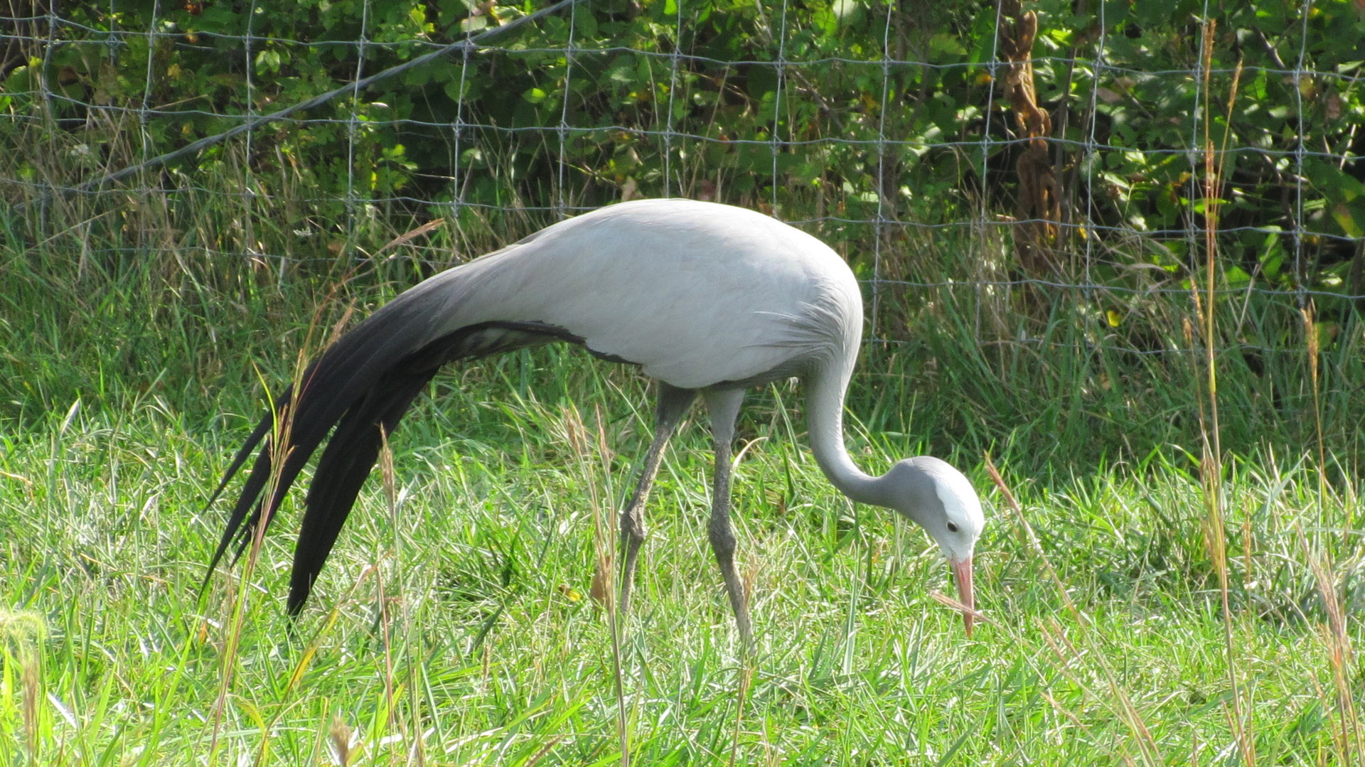 Blue Crane