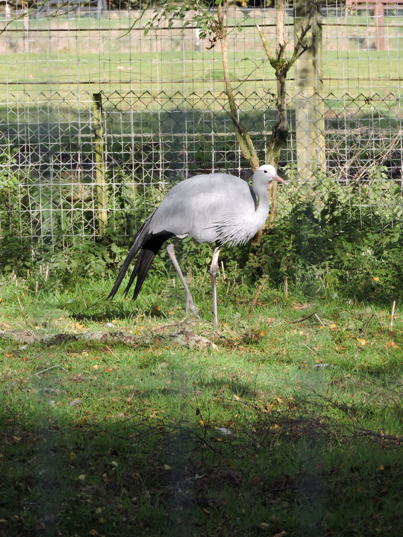 Blue Crane