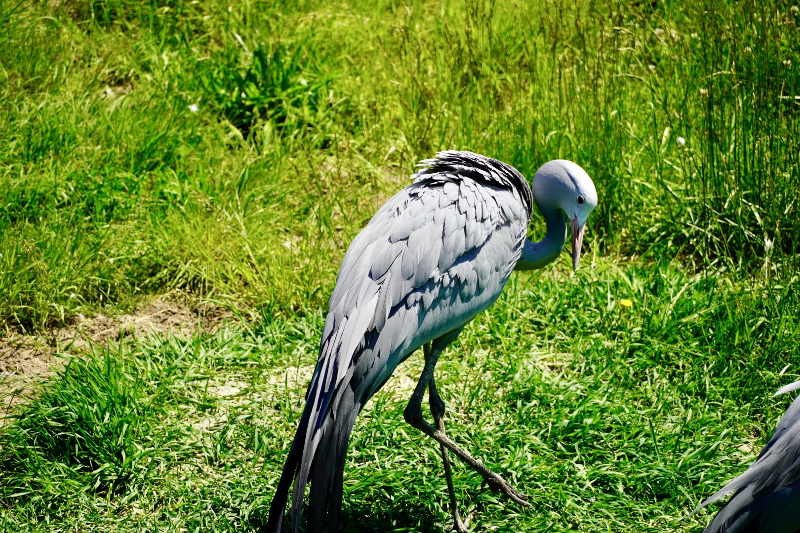 Blue Crane