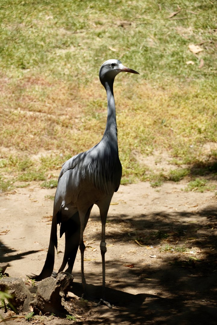 Blue Crane