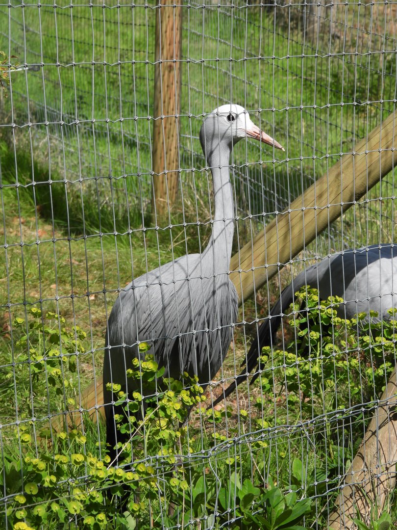 Blue Crane
