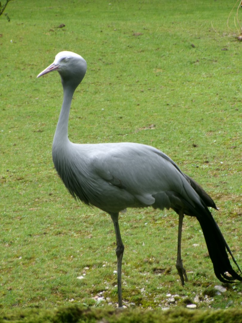 Blue crane