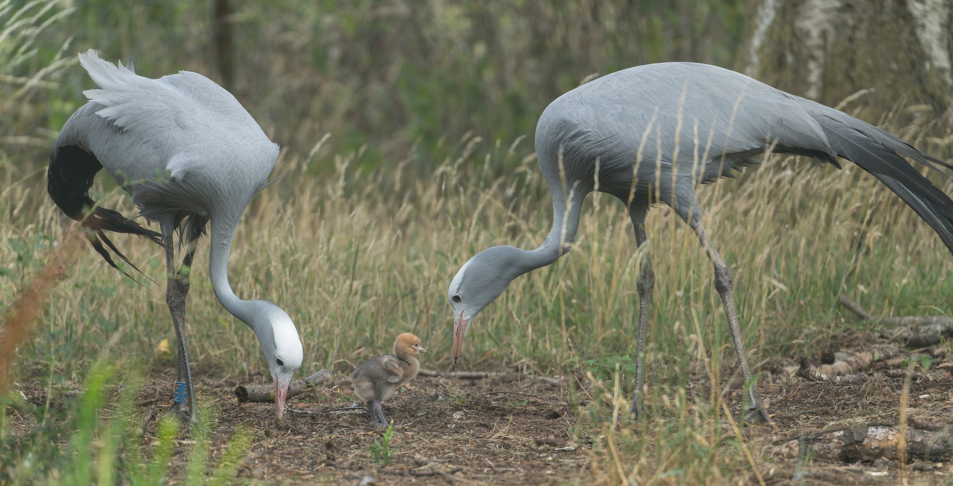Blue Cranes and chick, ZSL Whipsnade, UK