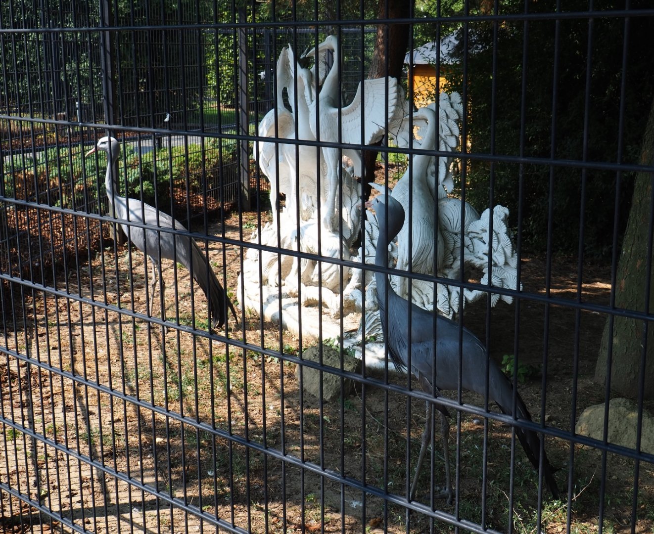 Blue cranes (Anthropoides paradisea) and crane statue (Aug 28th, 2018)