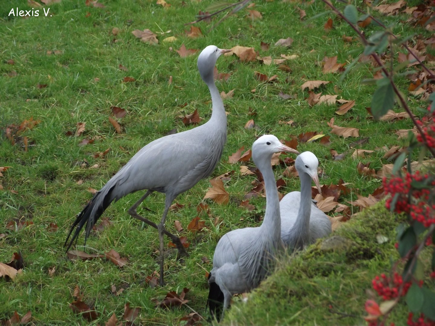 Blue Cranes - Zooparc de Beauval - 11/2016