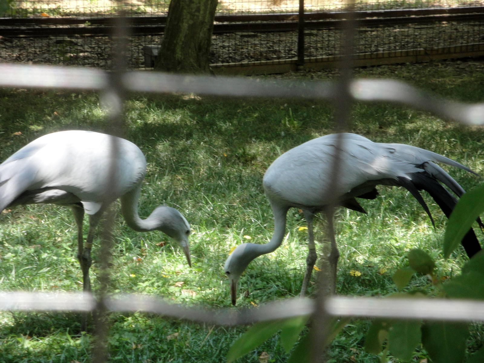 Blue Cranes