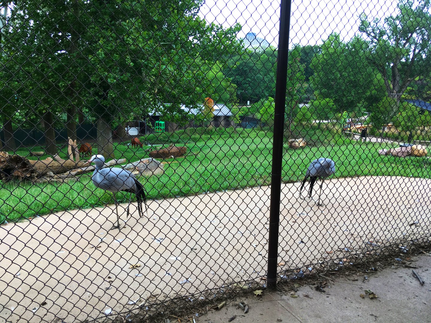 Blue Cranes