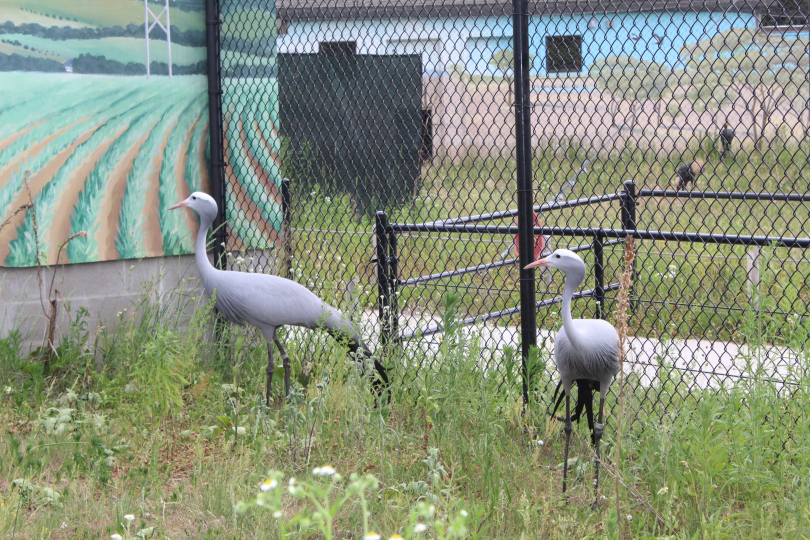 Blue Cranes