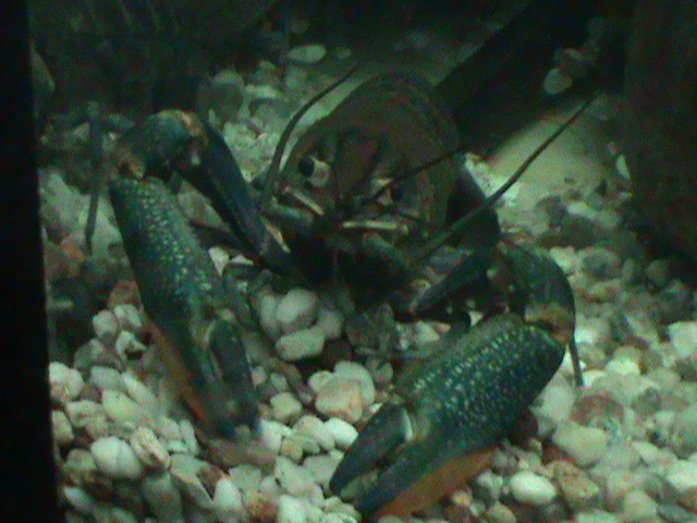 blue crayfish 030910