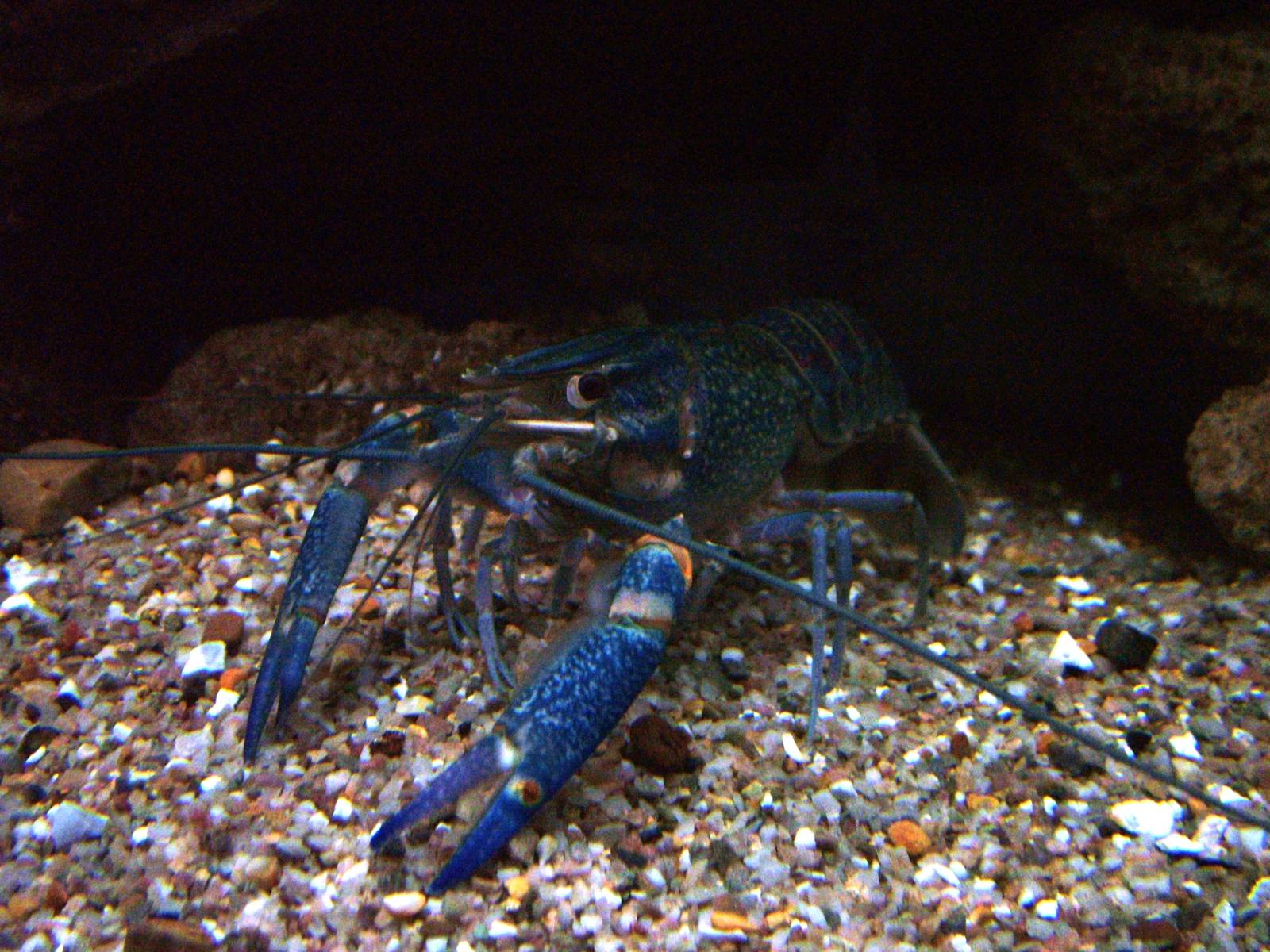 Blue Crayfish at Matlock Bath Aquarium 14/02/10