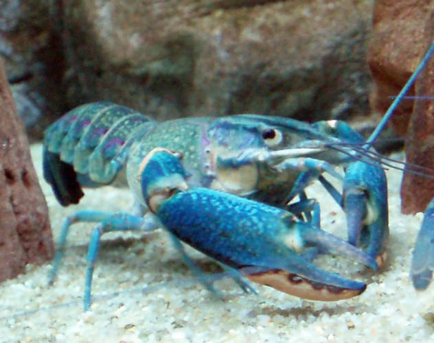 Blue Crayfish (Cherax quadricarinatus)