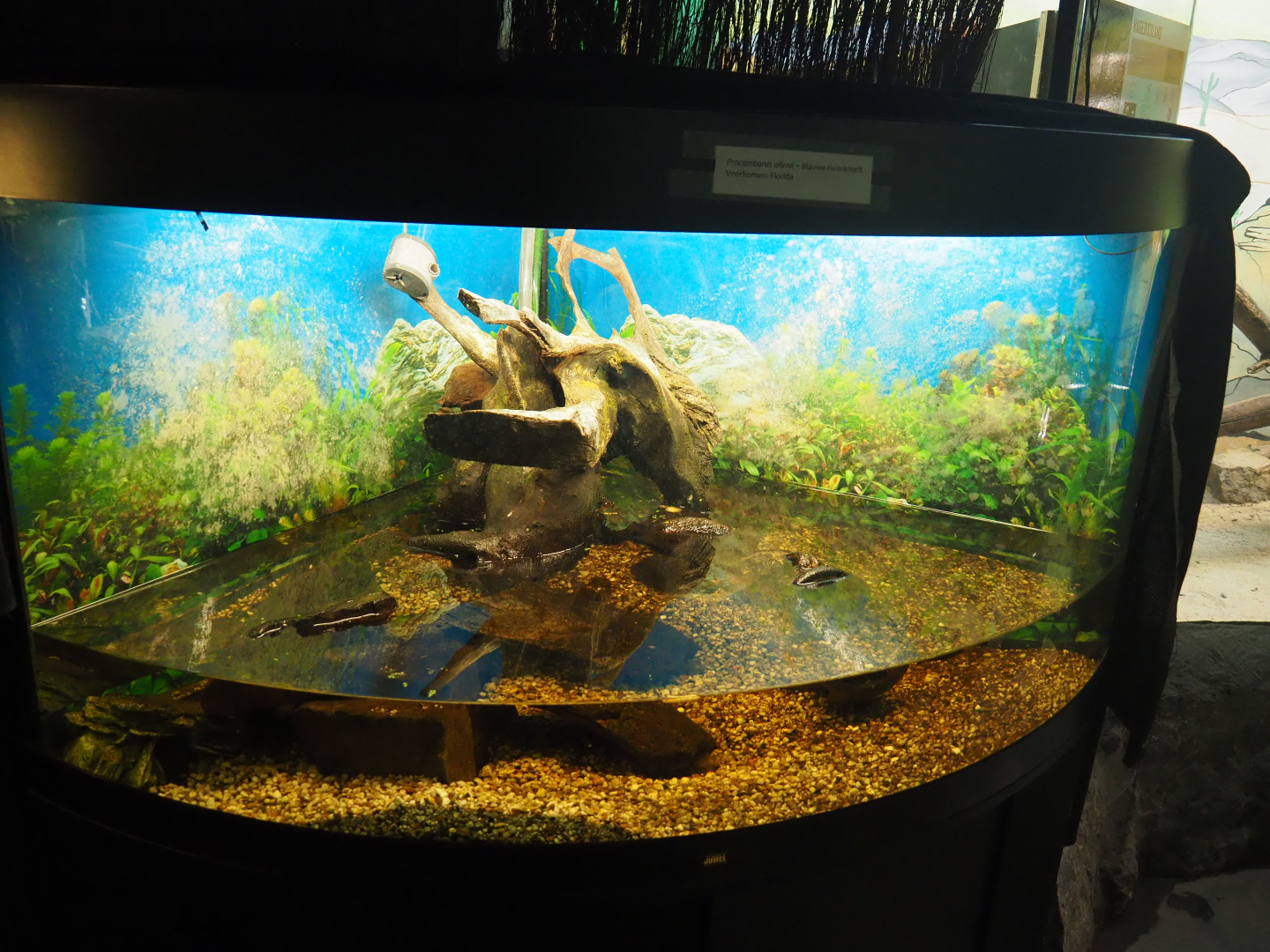 Blue crayfish (Procambarus alleni) aquarium, 2019-08-04