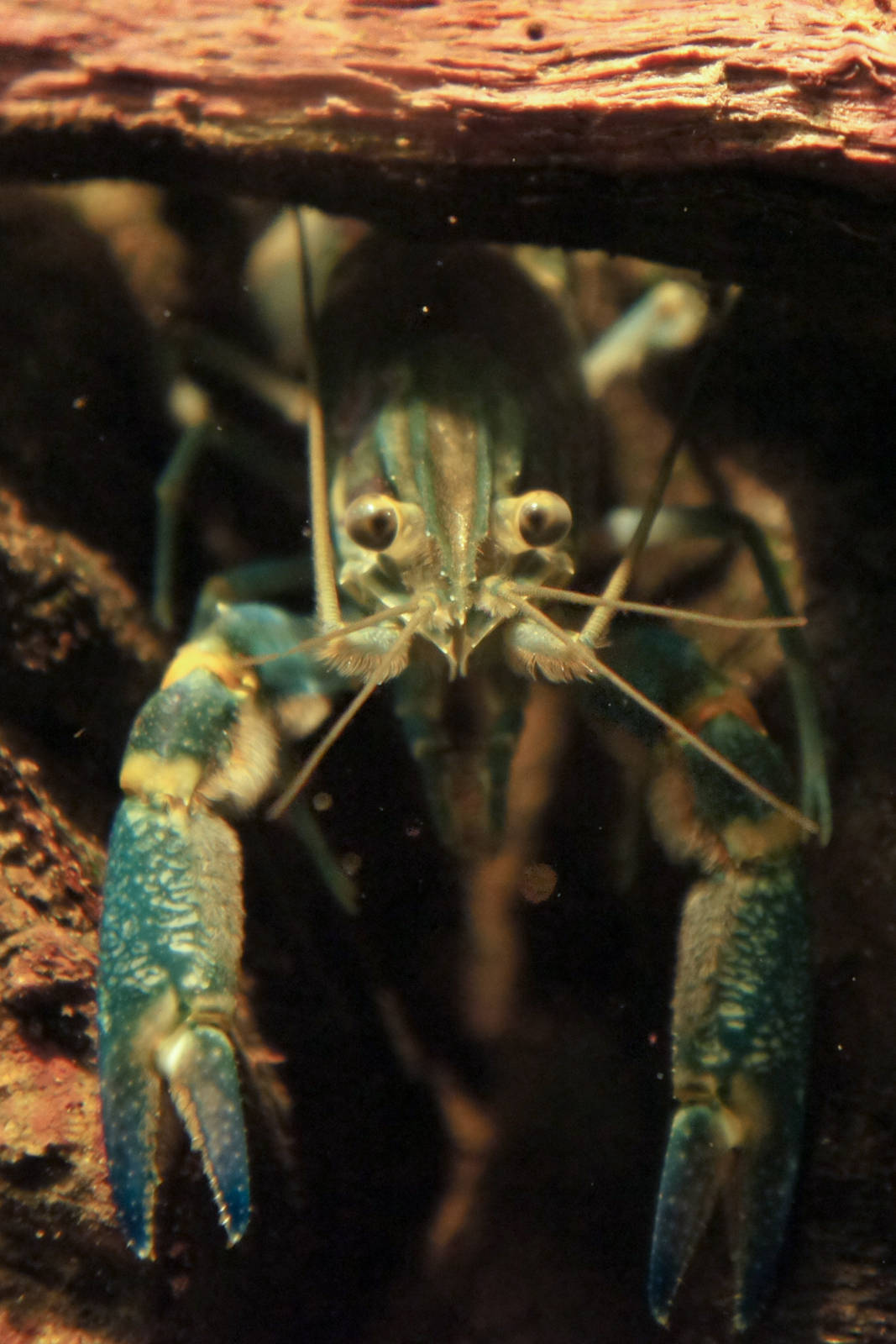 Blue Crayfish