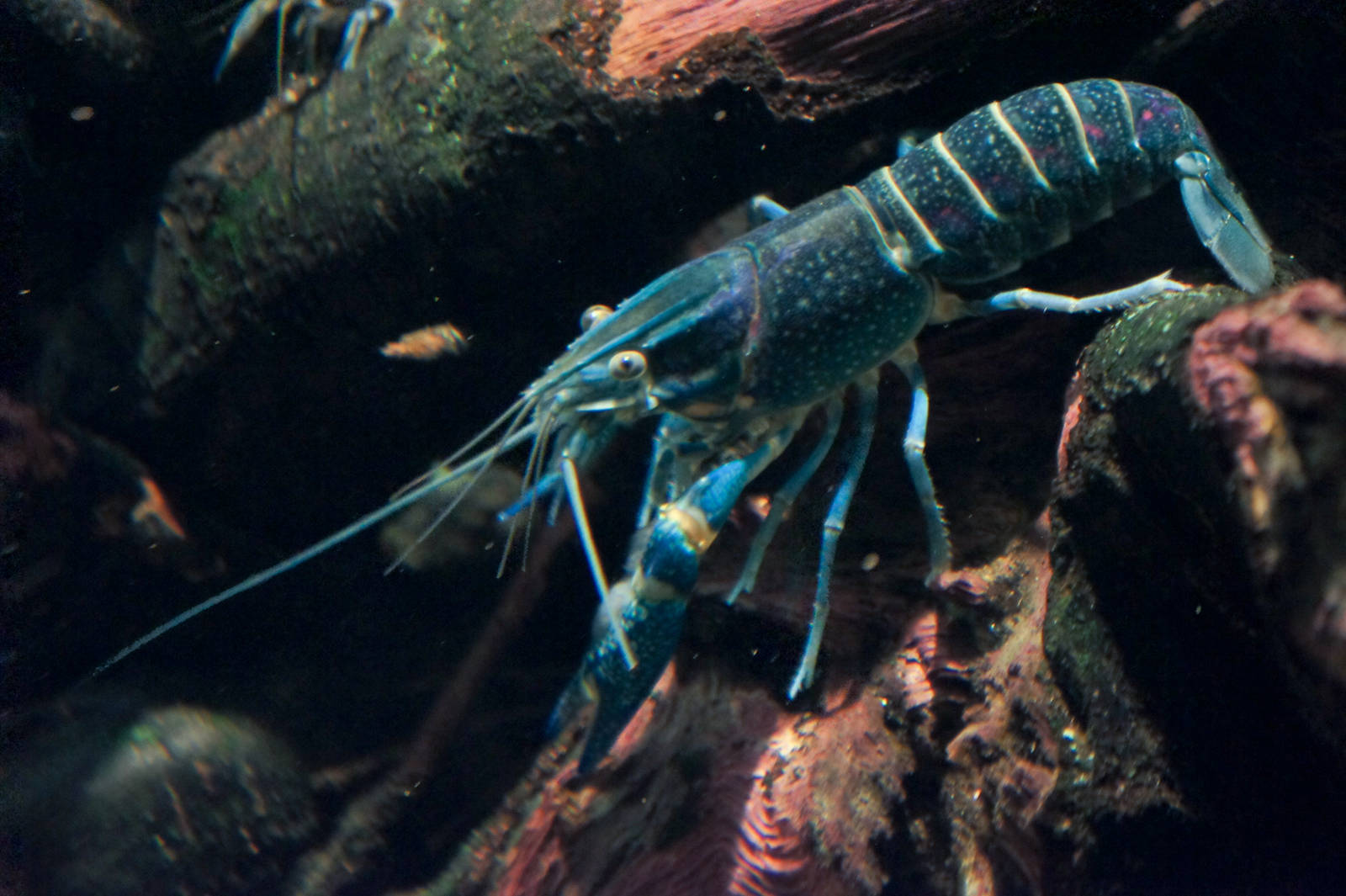 Blue Crayfish
