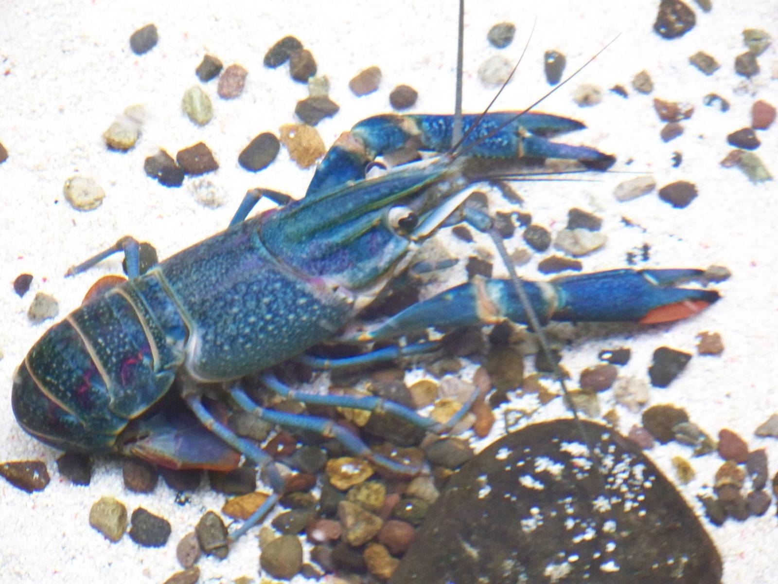 Blue Crayfish