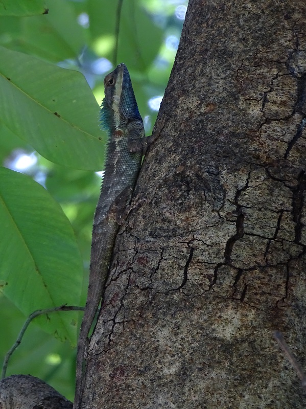 Blue crested lizard (Calotes goetzi)