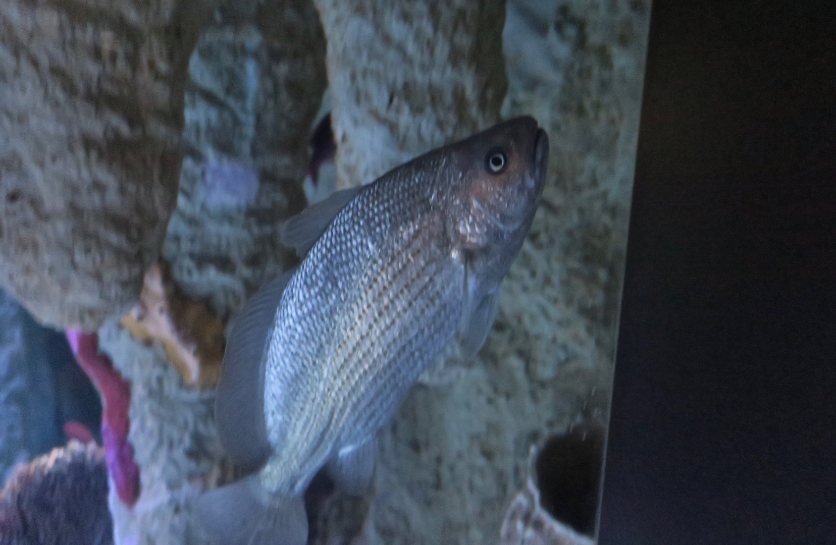 Blue Croaker (Corvula batabana)