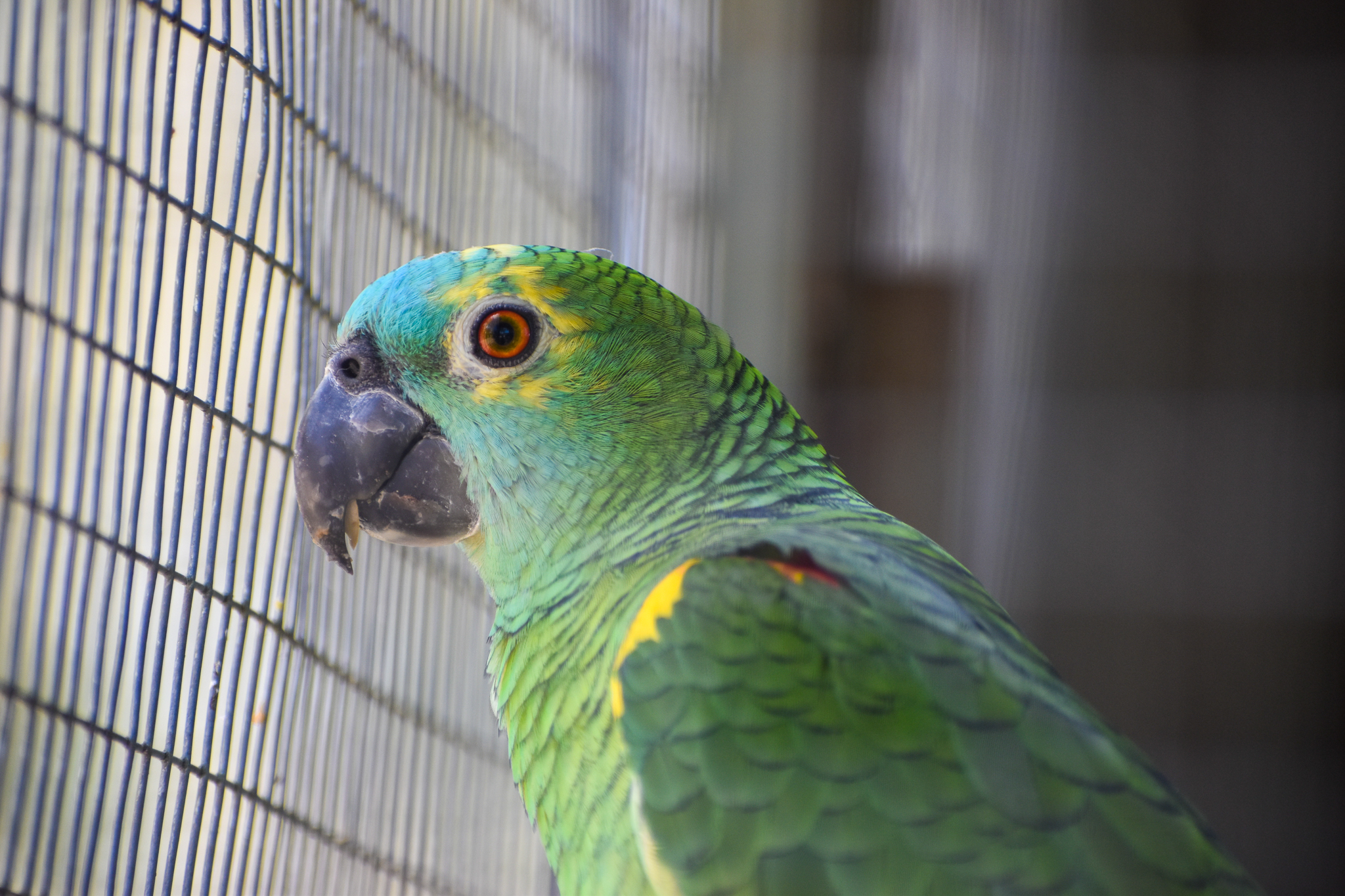 Blue-crowned Amazon Parrot (Amazona aestiva)