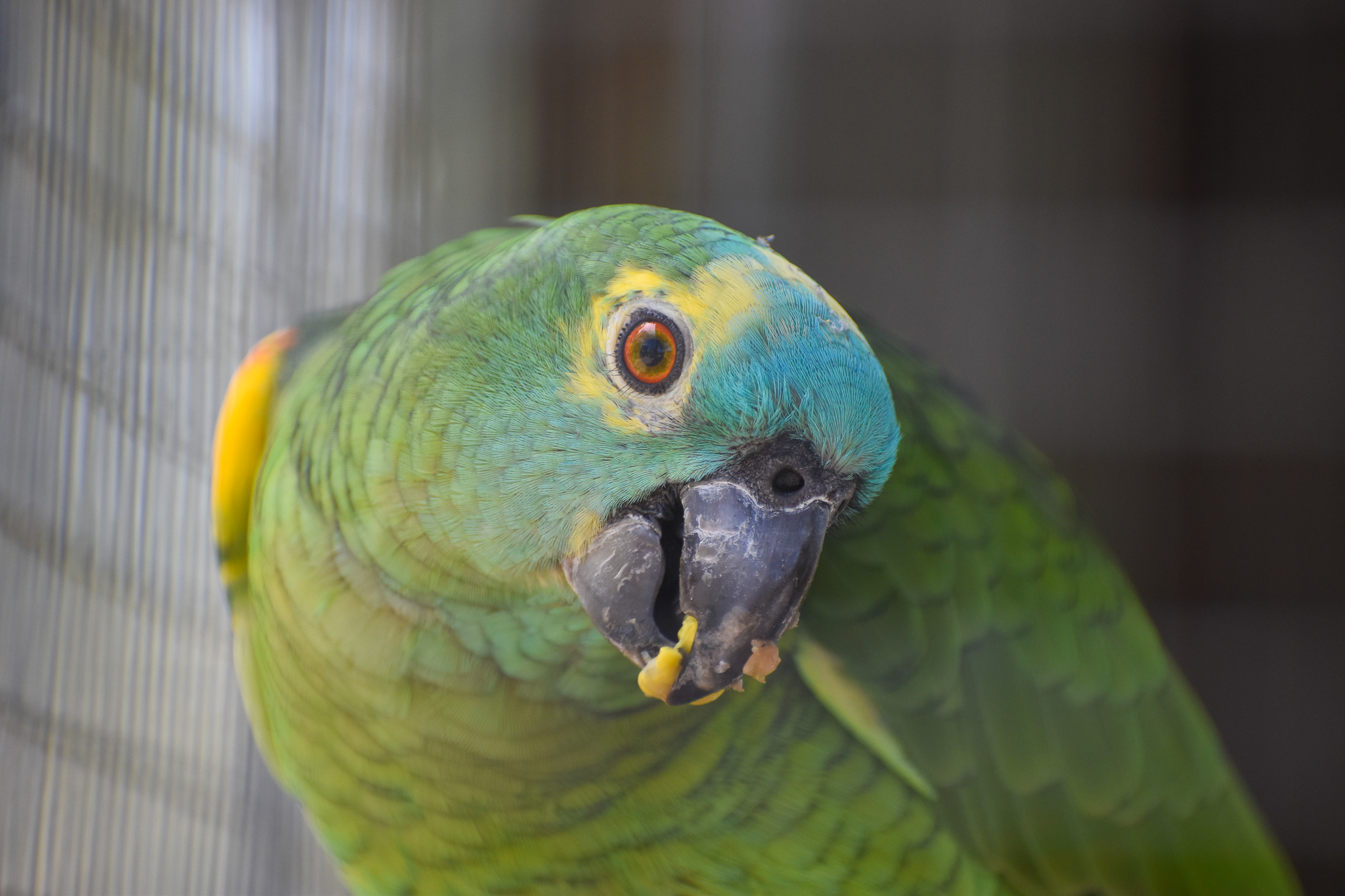 Blue-crowned Amazon Parrot (Amazona aestiva)