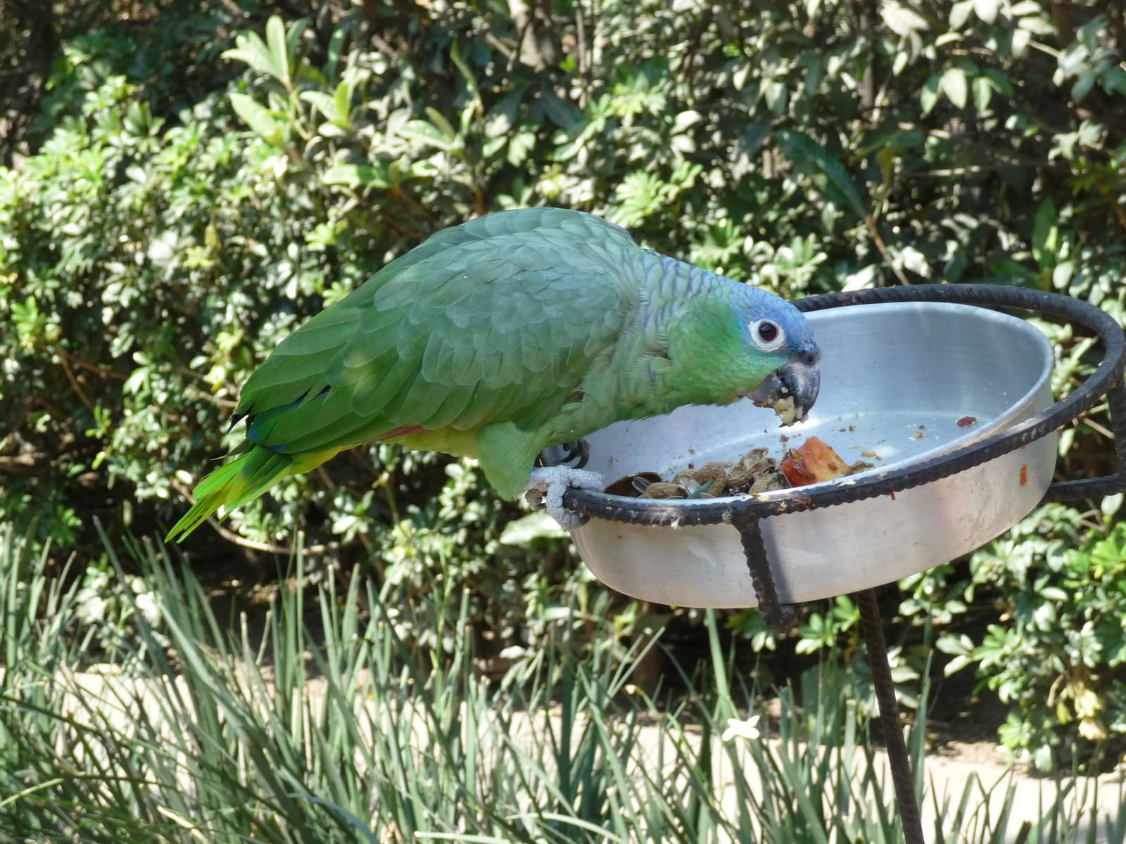 blue crowned amazon parrot chapultepec zoo