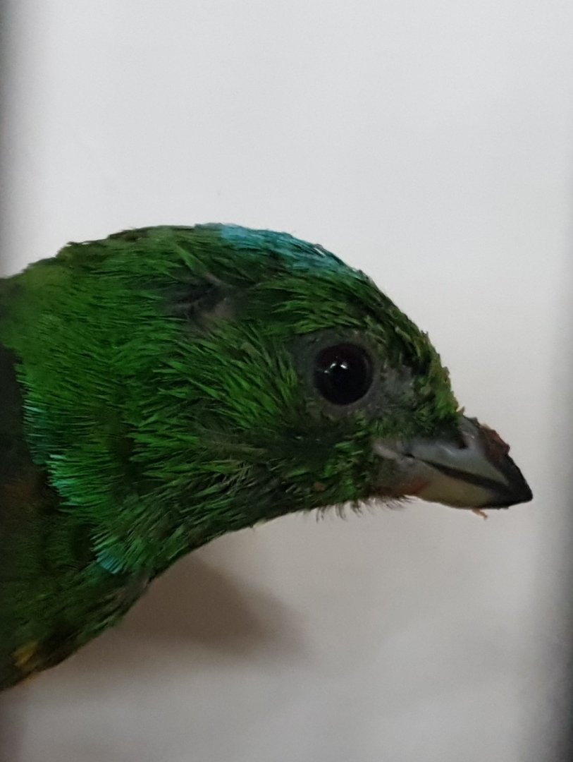 Blue-crowned chlorophonia - Chlorophonia occipitalis