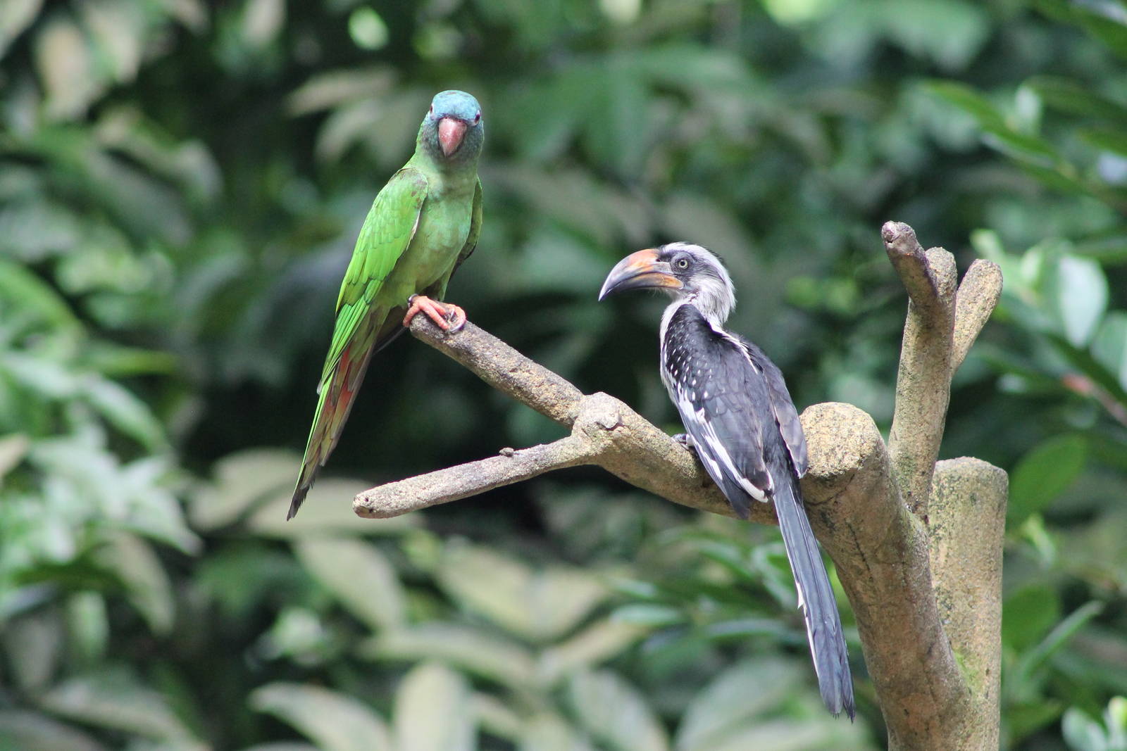 blue-crowned conure and von der Decken's hornbill