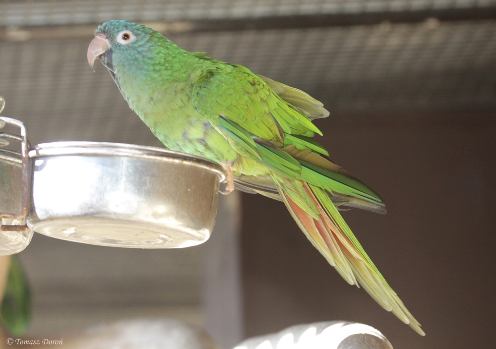 Blue-crowned Conure (Aratinga acuticaudata)