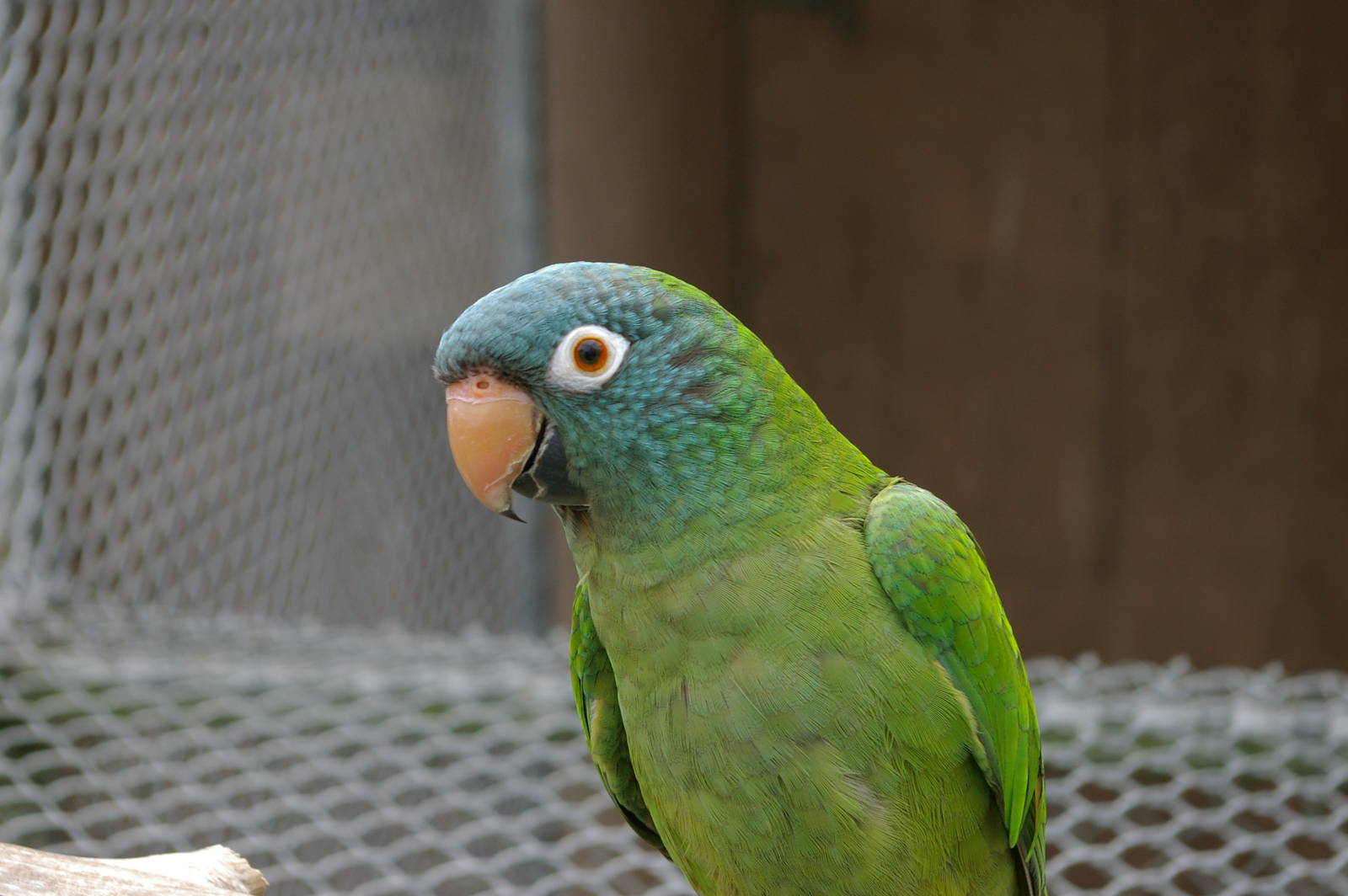 blue-crowned conure (Aratinga acuticaudata)