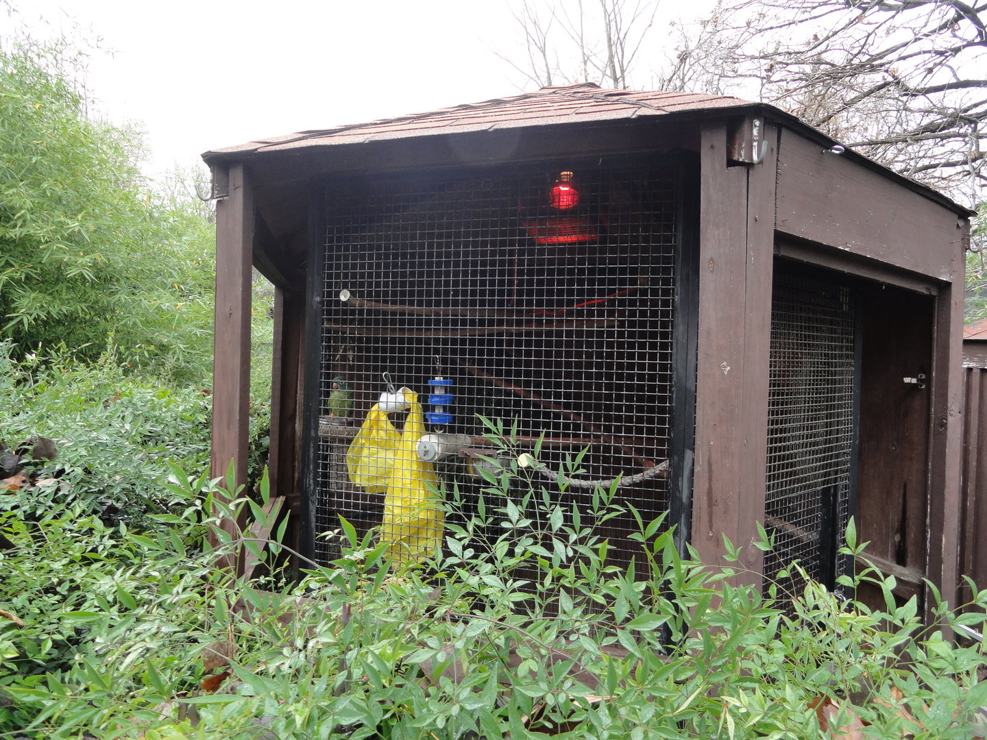 Blue Crowned Conure Exhibit