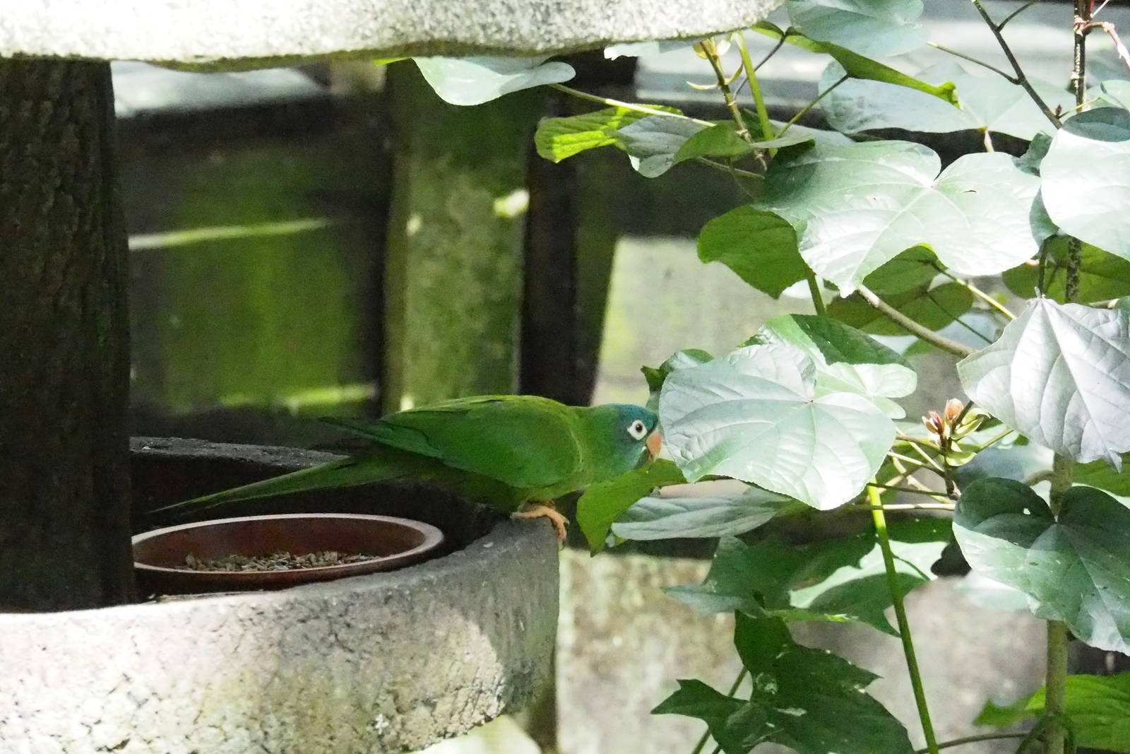 Blue-crowned Conure -Jungle Jewels Dec 2015