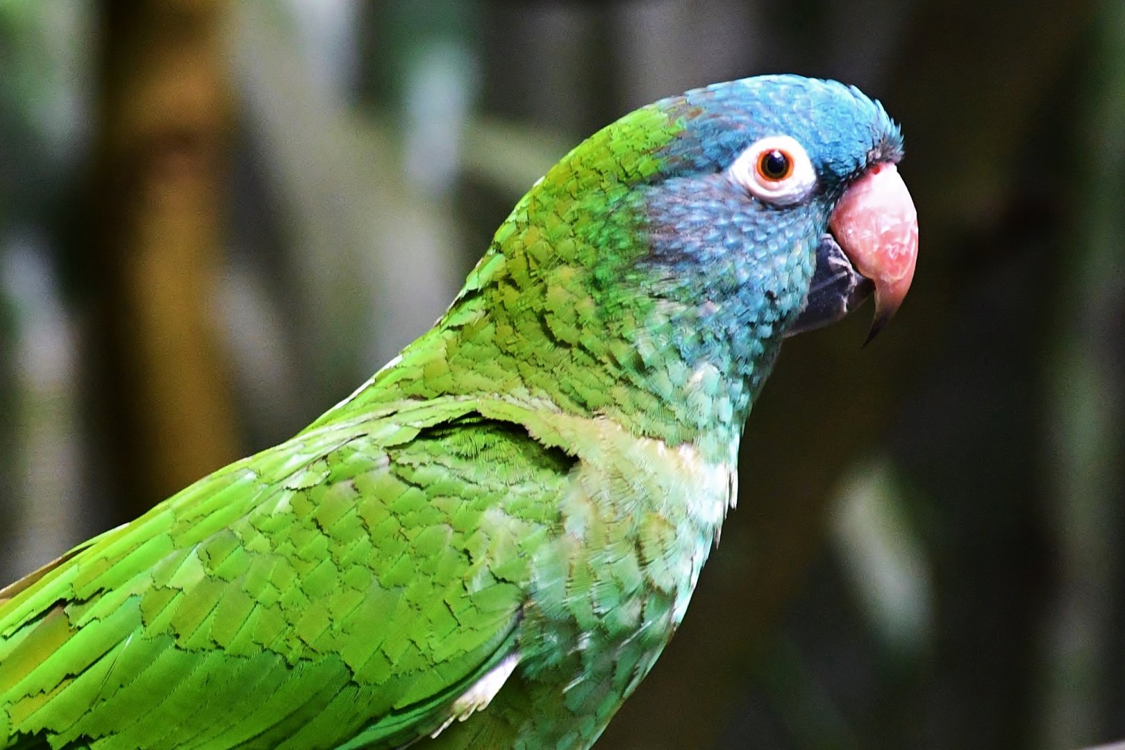 Blue-crowned Conure (Thectocercus acuticaudatus)