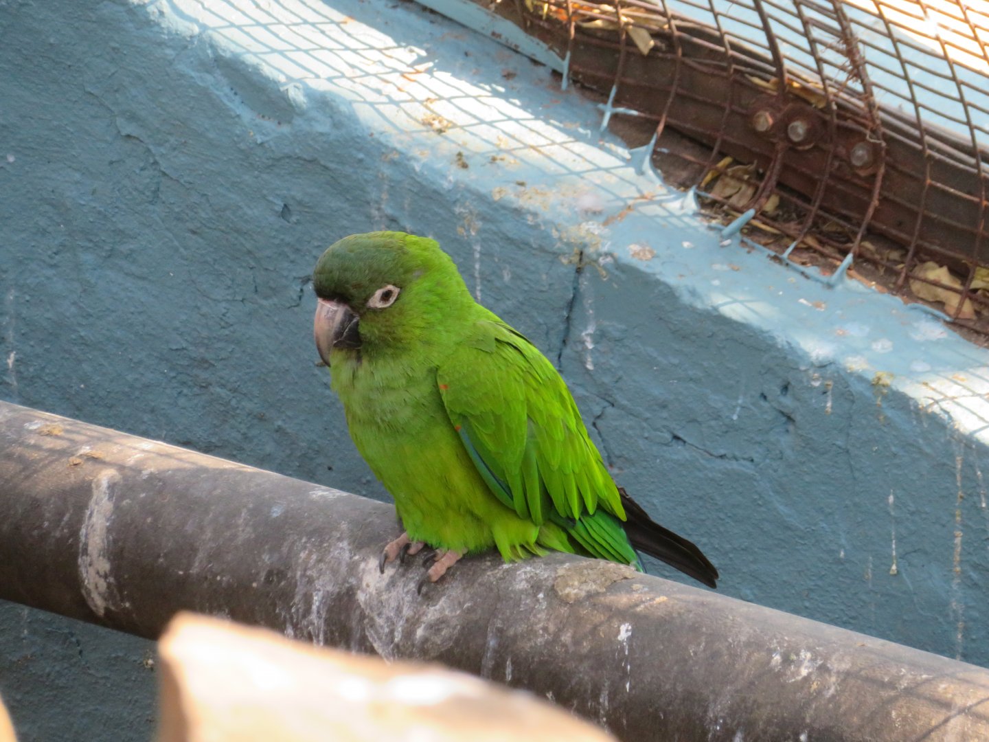 Blue-crowned Conure (Thectocercus acuticaudatus)