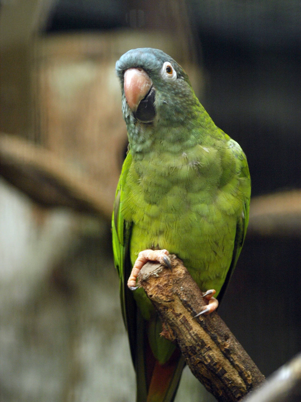 Blue-crowned conure