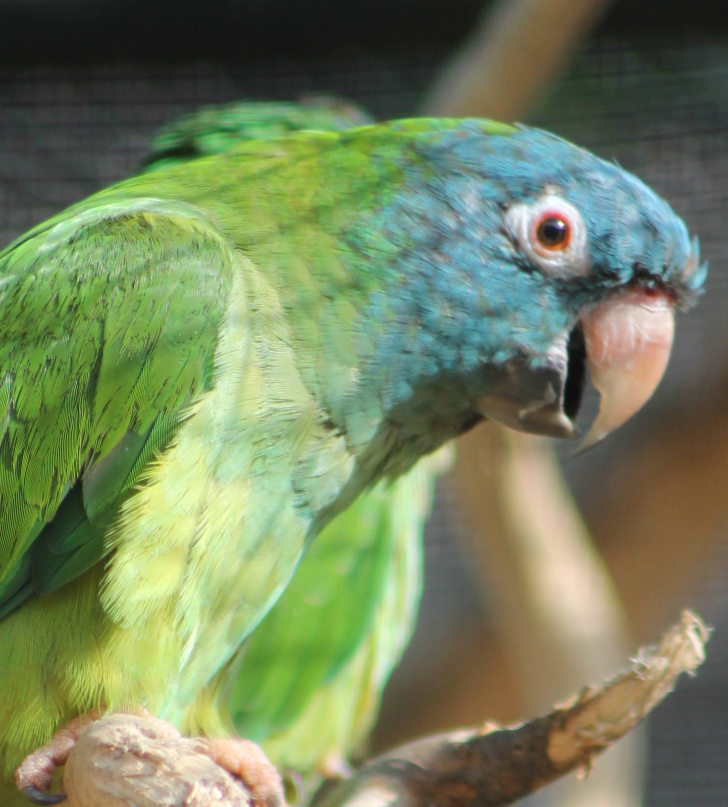 Blue-crowned conure