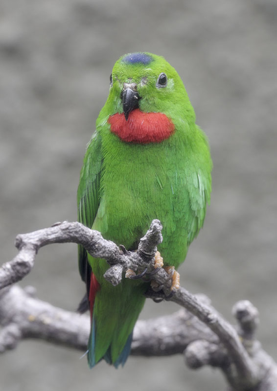 Blue-crowned hanging parrot (1)