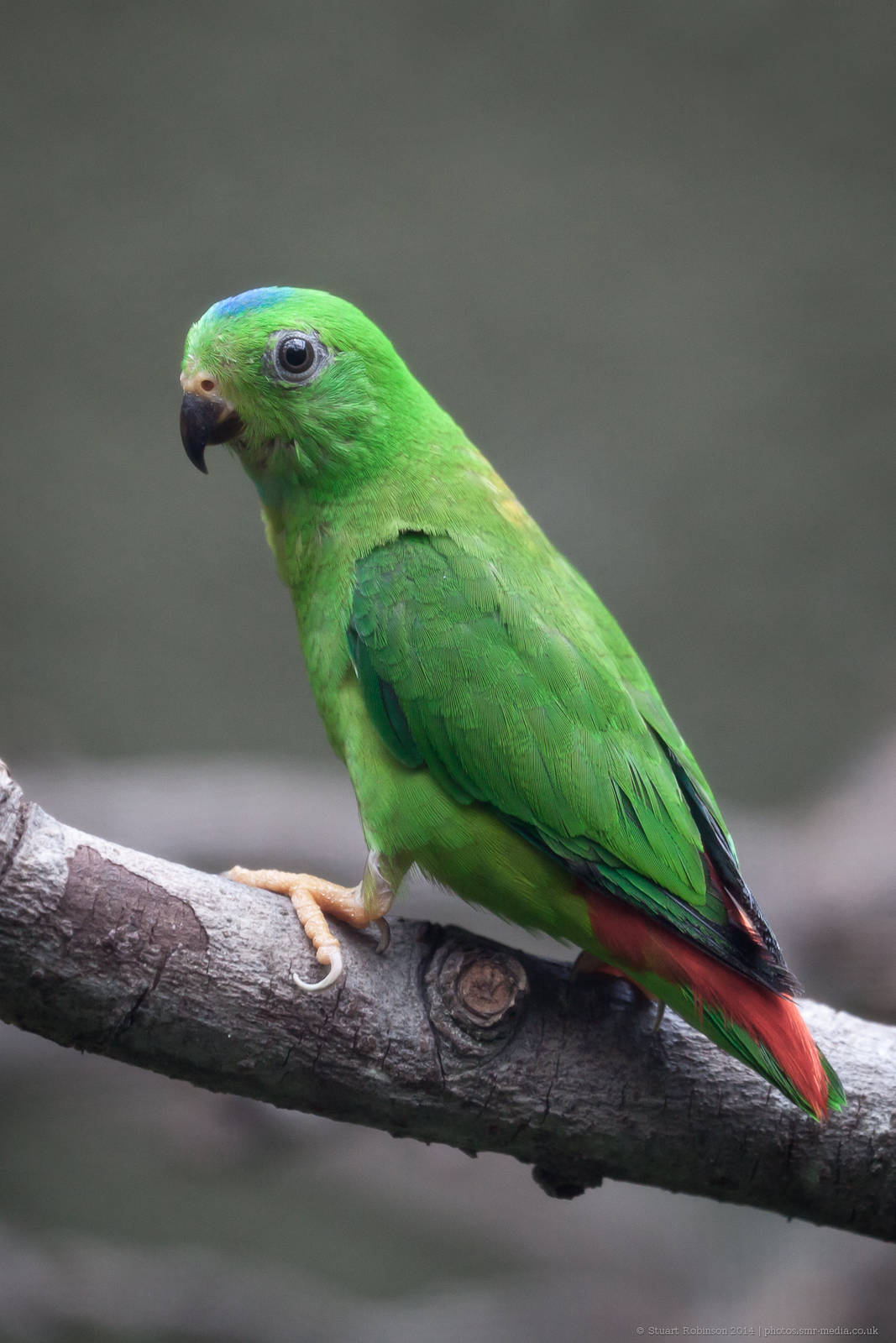 Blue-Crowned Hanging Parrot - 18/07/2015
