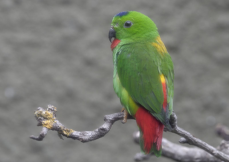 Blue-crowned hanging parrot (2)