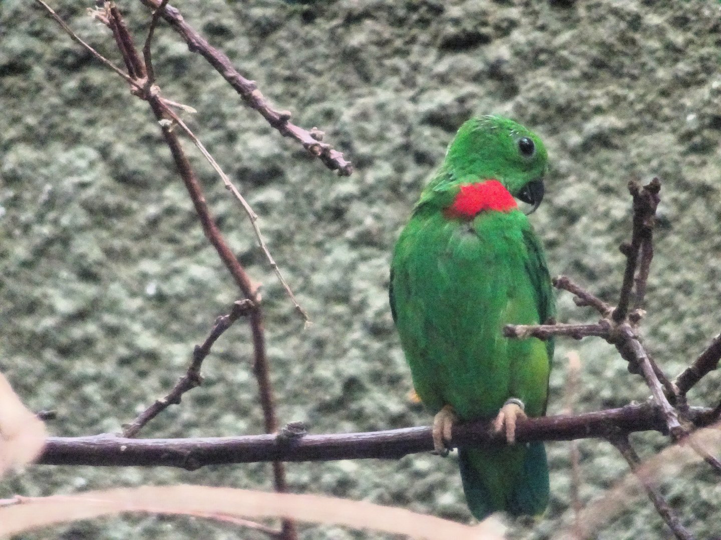 Blue-crowned Hanging Parrot 24 August 2025