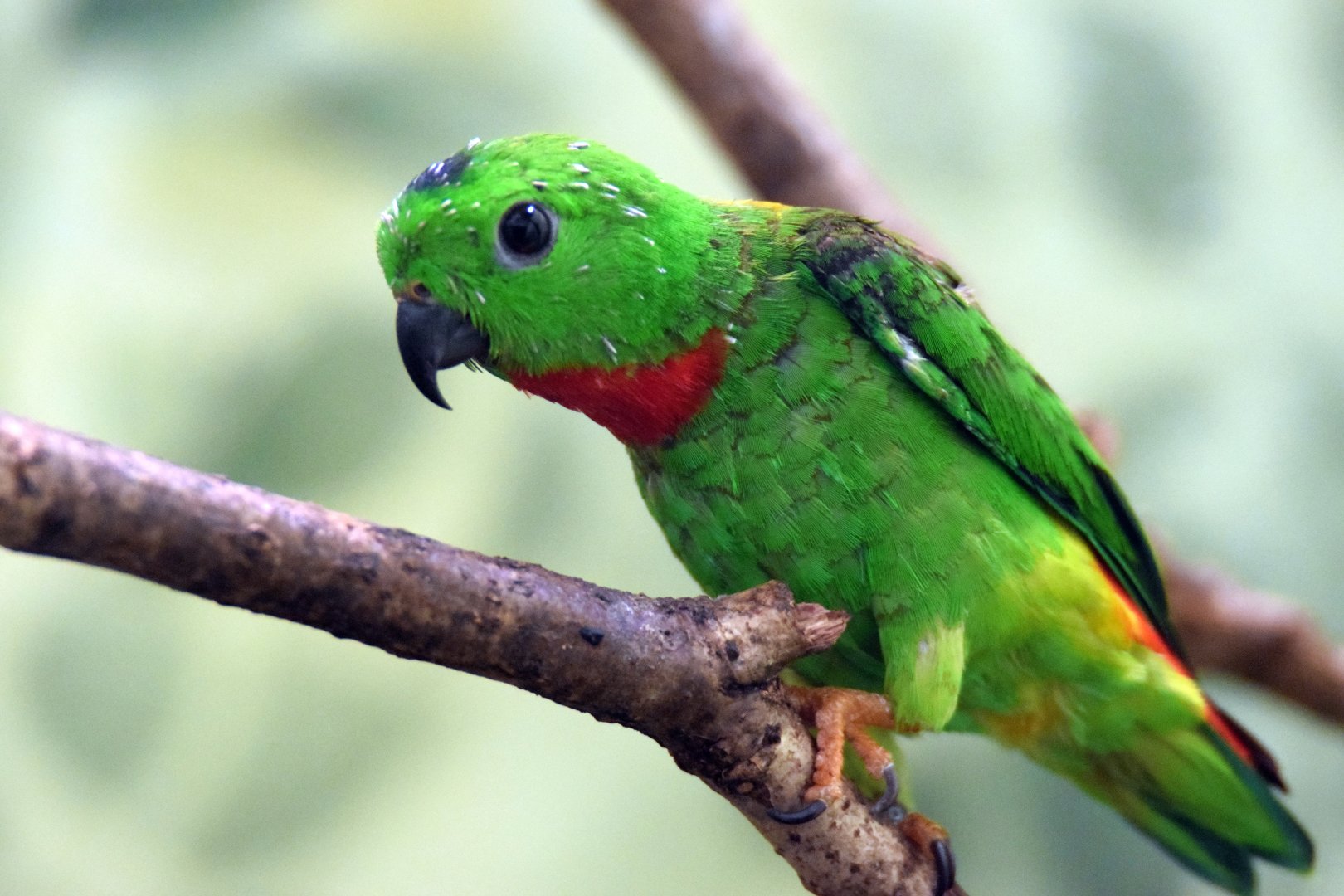 Blue-crowned hanging parrot, 25.10.2019