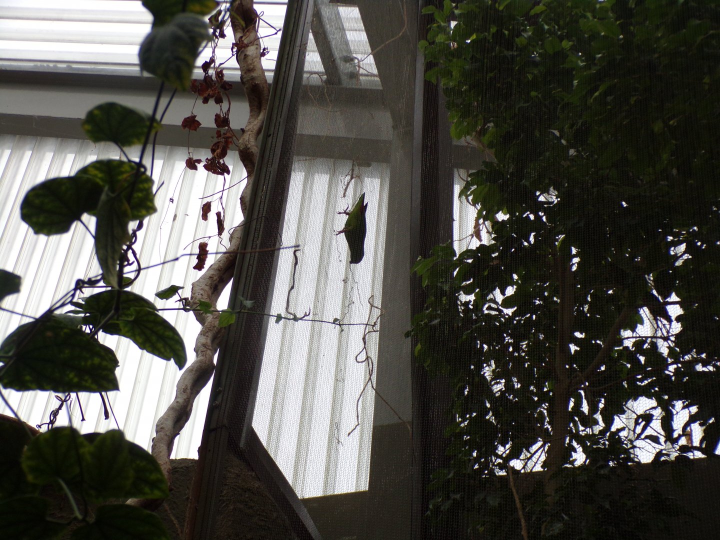 Blue-crowned hanging parrot 29.6.24